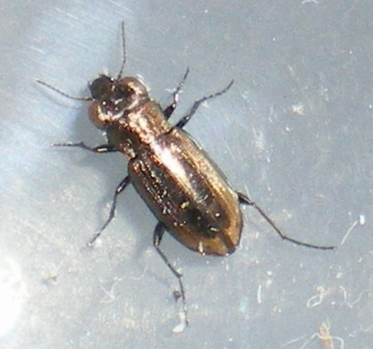 Notiophilus substriatus